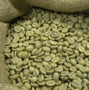 robusta coffee bean